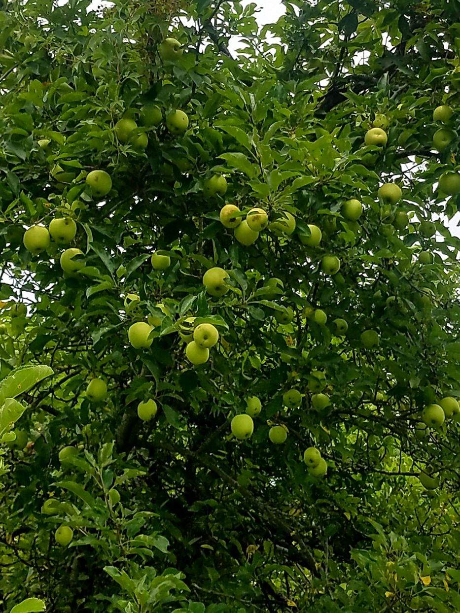 Forgotten Orchard.jpeg