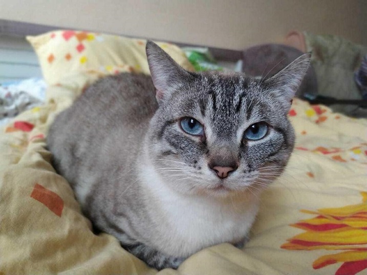 former stray.jpg