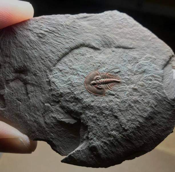 fossil.jpg
