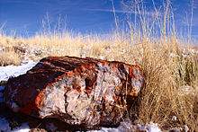 Fossilized_wood_at_Petrified_Forest.jpg