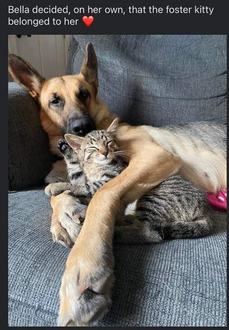 foster kitty.jpg