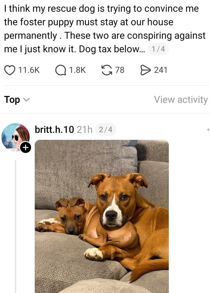 foster pup.jpg