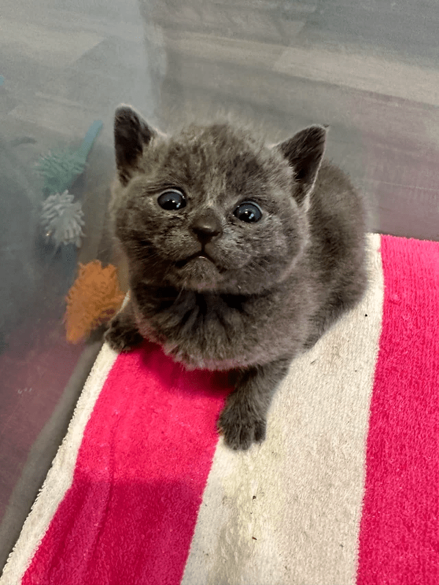fostering-these-3-week-old-graybies.png