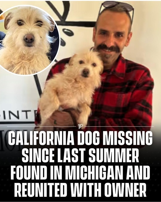 found dog.jpg