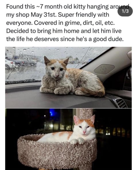 found kitty.jpg