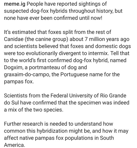 fox dog 2.jpg