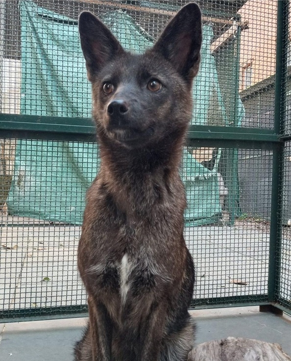 fox dog.jpg