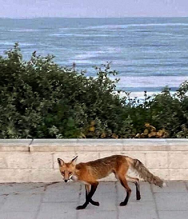 Fox waking on the Esplanade.jpg