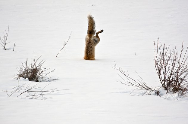 foxsnow_zpsefd22b86.png
