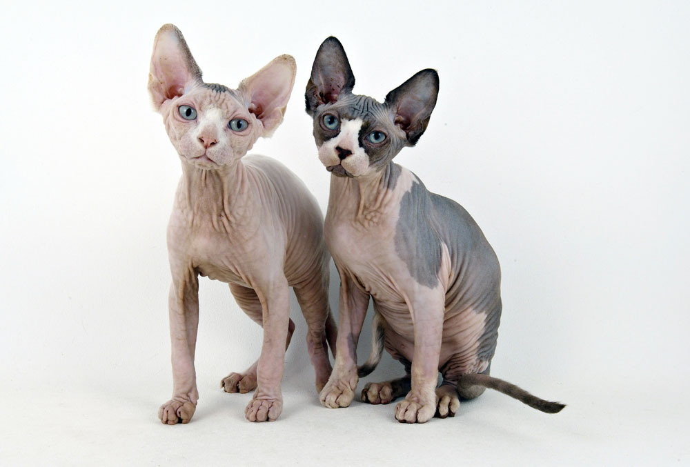 fp_1630268_barm_cats_sphynx.jpg