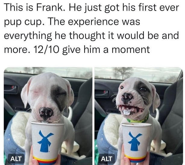 frank dog.jpg