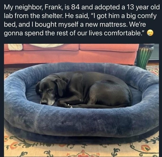 Frank dog.jpg