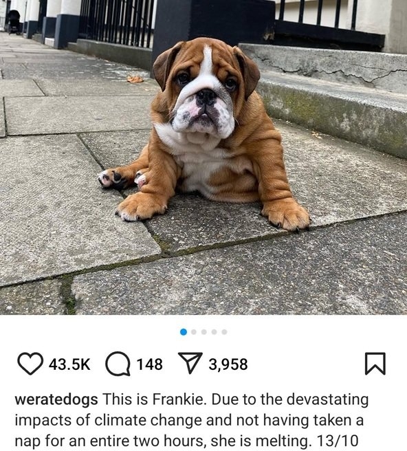 frankie dog.jpg