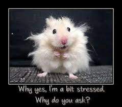 Frazzled.jpg