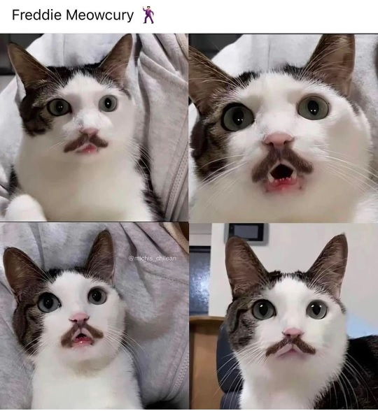 freddie cat.jpg