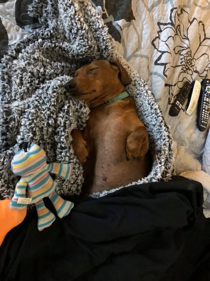 freddie-sleeping.jpg