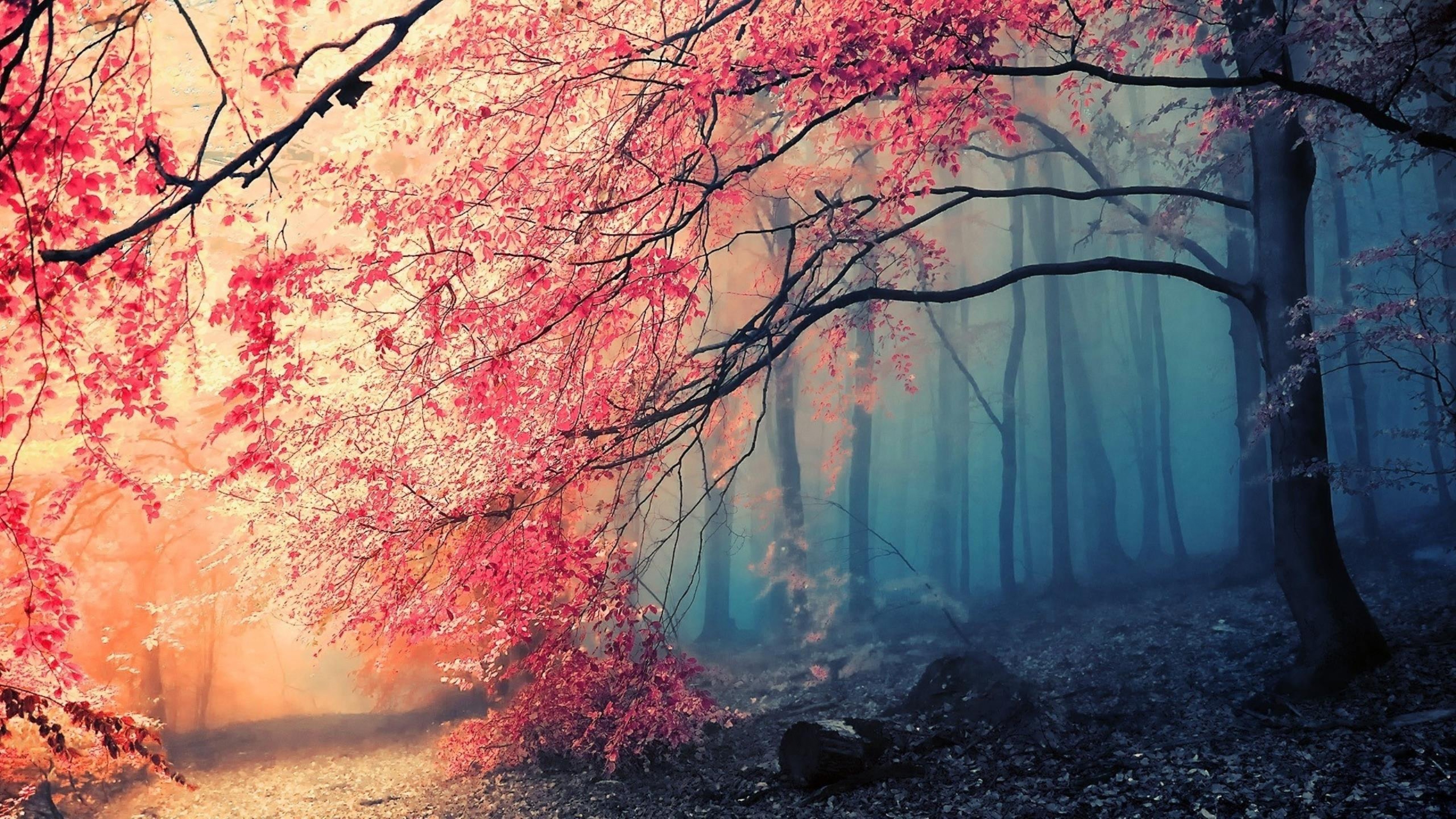 Free-HD-Beautiful-Backgrounds-For-PC.jpg