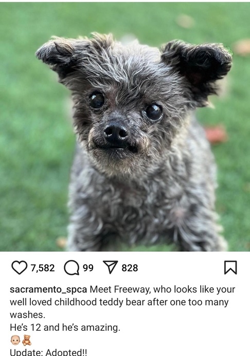freeway dog.jpg