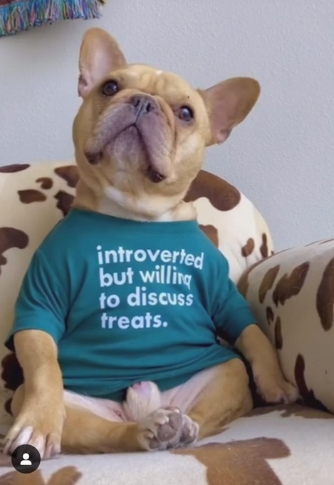 frenchie.jpg