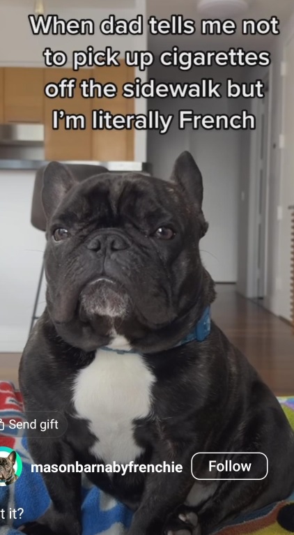 frenchy pup.jpg