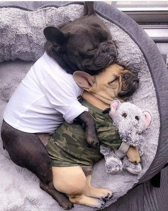 frenchy snuggle.jpg