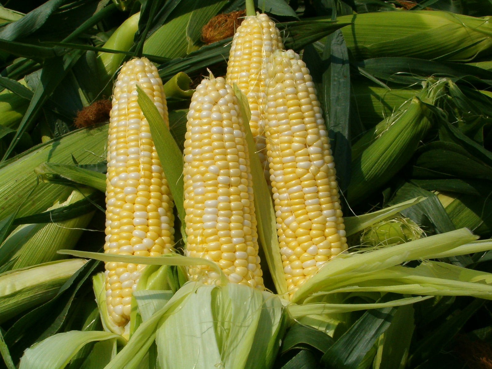 fresh-sweet-corn.jpg