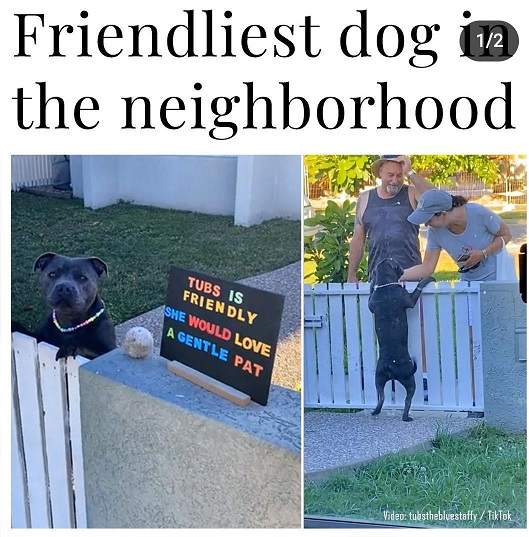 friendly dog.jpg