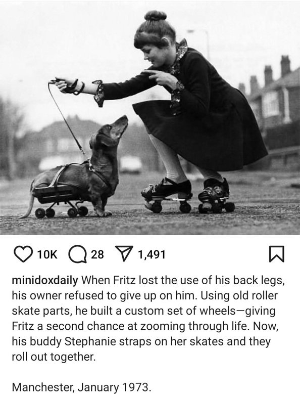 Fritz dog.jpg