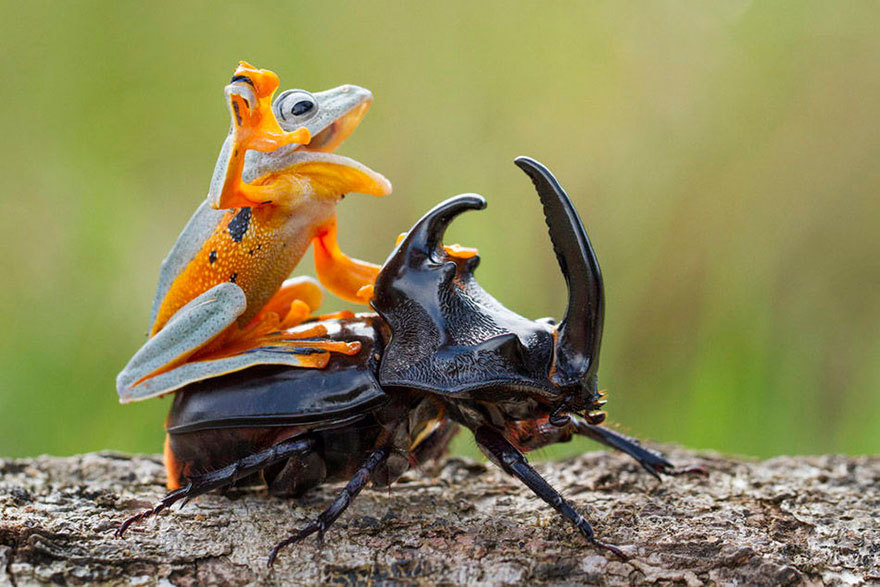 frog-beetle-frog.jpg