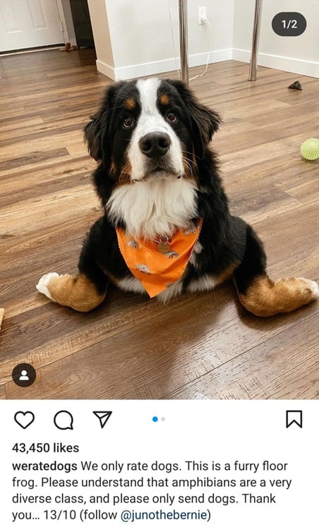 frog dog.jpg