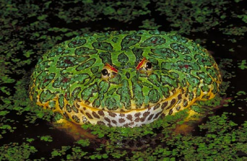 frog.jpg