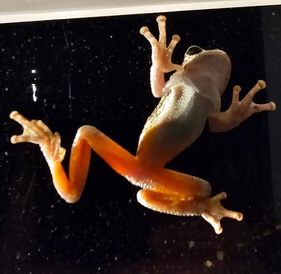 frog.jpg
