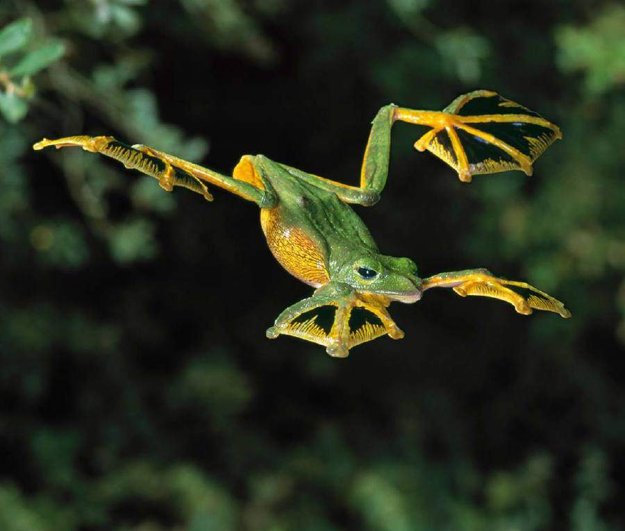 frog-jump-frog.jpg