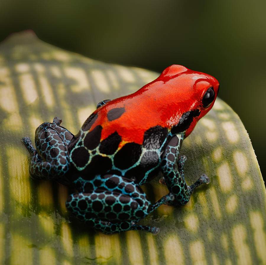 frog-poison-dart-frog2.jpg