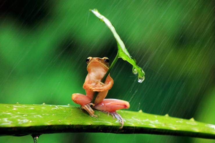 froggy in rain.jpg