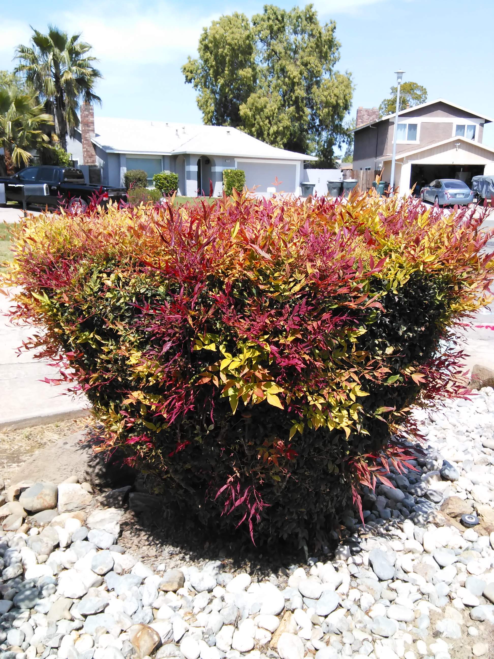Front yard bush - 4-23-2022.jpg