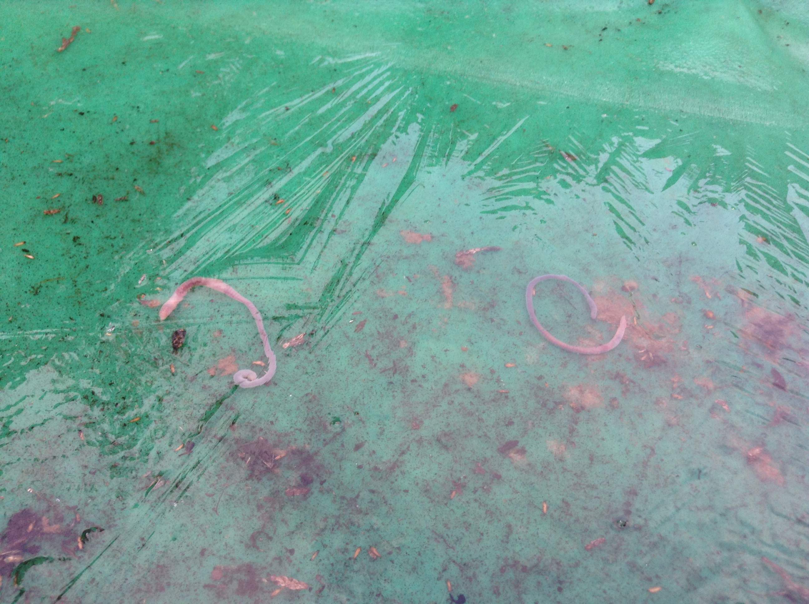 Frozen Worms 1.JPG