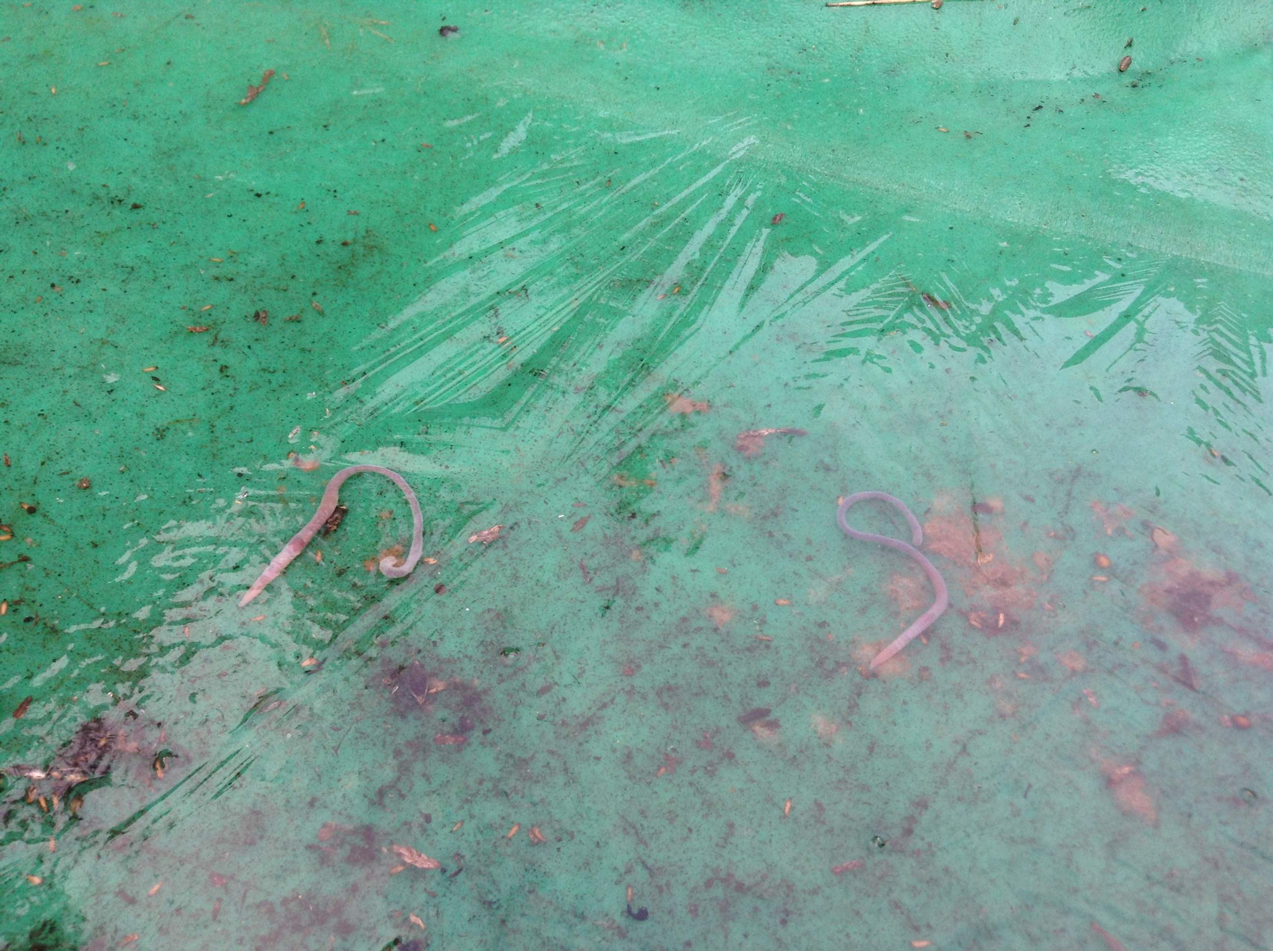 Frozen Worms 2.JPG
