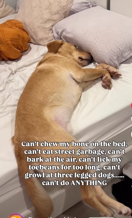 frustrated dog.jpg