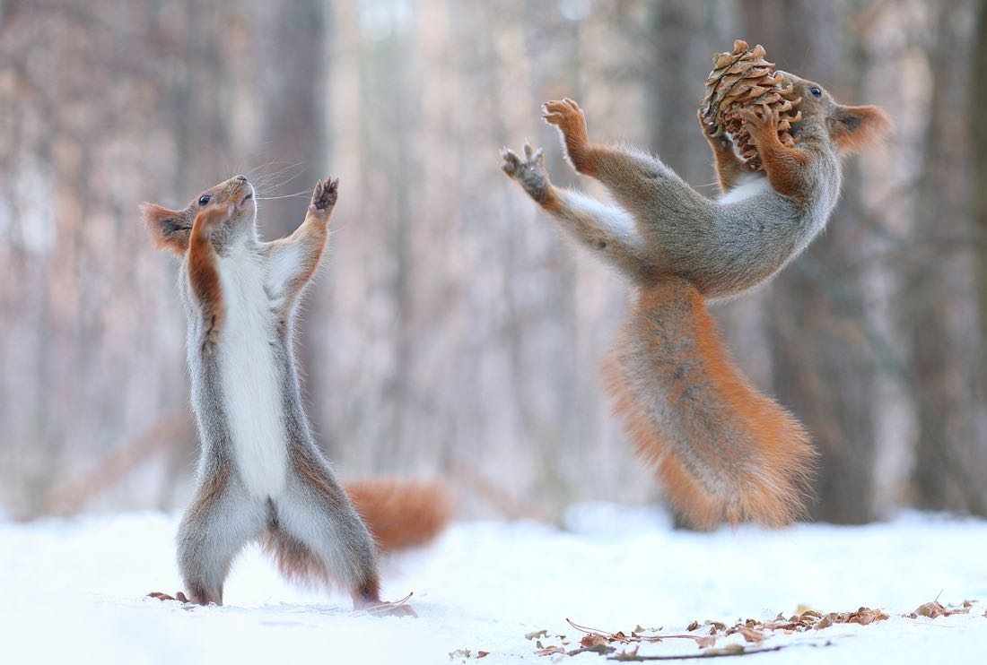 funny-animals-253-40.jpg