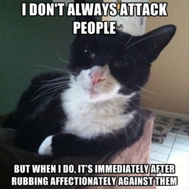 funny-cat-attacks1-3548943820.jpg