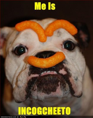funny-cheeto-dog-lrg.png