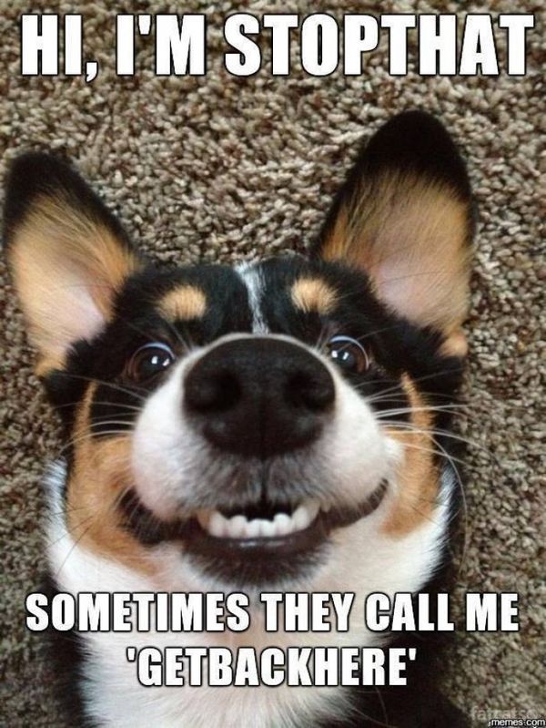funny-dog-memes-2-3141804635.jpeg