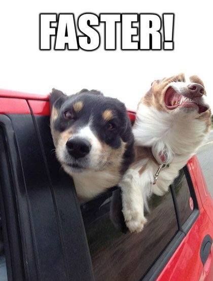 funny-dogs-memes-369055301.jpeg