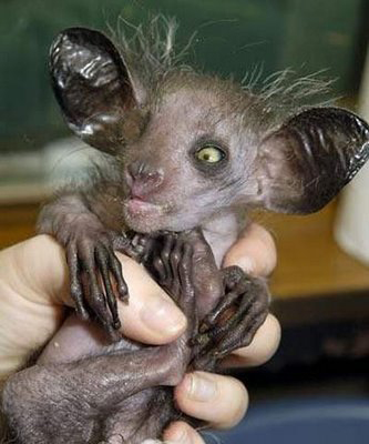 funny-freaky-animal2.jpg