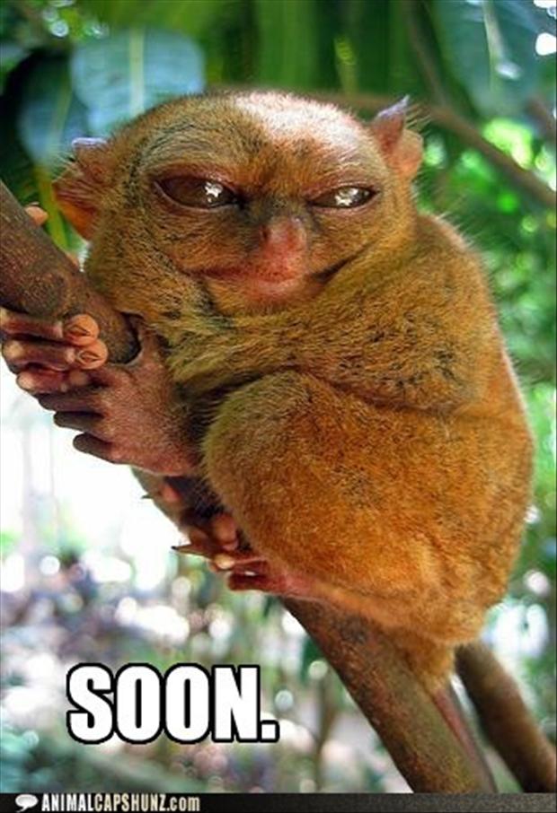 funny-meme-soon-13.jpg