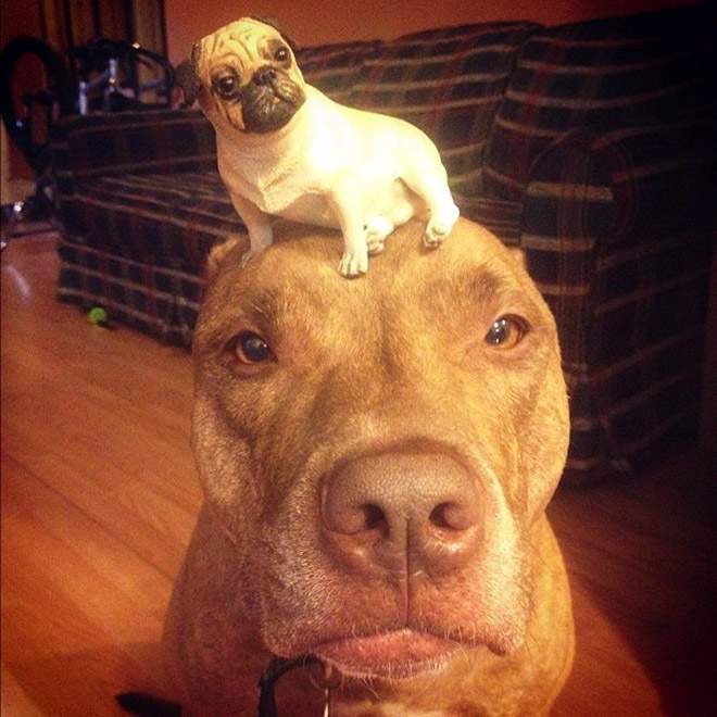 funny-pitbull19.jpg