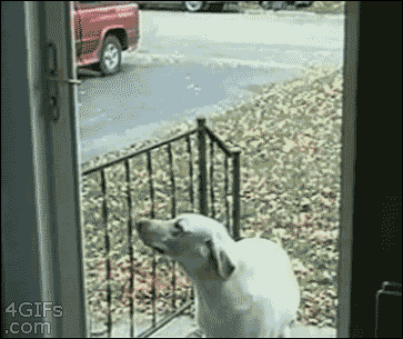 funny-stupid-dog-door.gif
