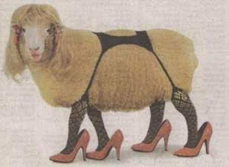 funny_sheep_picture_5.jpg
