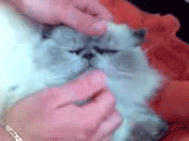 funnycat10herman.gif